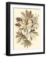 Sepia Munting Foliage V-Abraham Munting-Framed Art Print