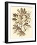 Sepia Munting Foliage V-Abraham Munting-Framed Art Print