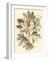 Sepia Munting Foliage V-Abraham Munting-Framed Art Print