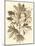 Sepia Munting Foliage V-Abraham Munting-Mounted Art Print