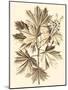 Sepia Munting Foliage V-Abraham Munting-Mounted Art Print