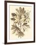 Sepia Munting Foliage V-Abraham Munting-Framed Art Print