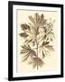 Sepia Munting Foliage V-Abraham Munting-Framed Art Print