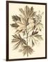 Sepia Munting Foliage V-Abraham Munting-Framed Art Print