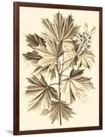 Sepia Munting Foliage V-Abraham Munting-Framed Art Print