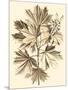 Sepia Munting Foliage V-Abraham Munting-Mounted Art Print