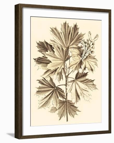 Sepia Munting Foliage V-Abraham Munting-Framed Art Print