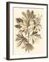 Sepia Munting Foliage V-Abraham Munting-Framed Art Print