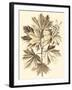 Sepia Munting Foliage V-Abraham Munting-Framed Art Print