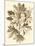 Sepia Munting Foliage V-Abraham Munting-Mounted Art Print