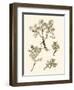 Sepia Nature Study II-Vision Studio-Framed Art Print