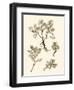 Sepia Nature Study II-Vision Studio-Framed Art Print