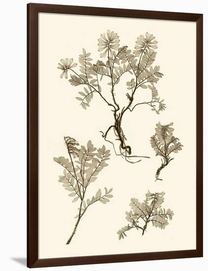 Sepia Nature Study II-Vision Studio-Framed Art Print