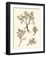 Sepia Nature Study II-Vision Studio-Framed Art Print