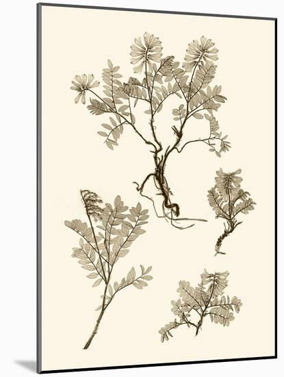 Sepia Nature Study II-Vision Studio-Mounted Art Print