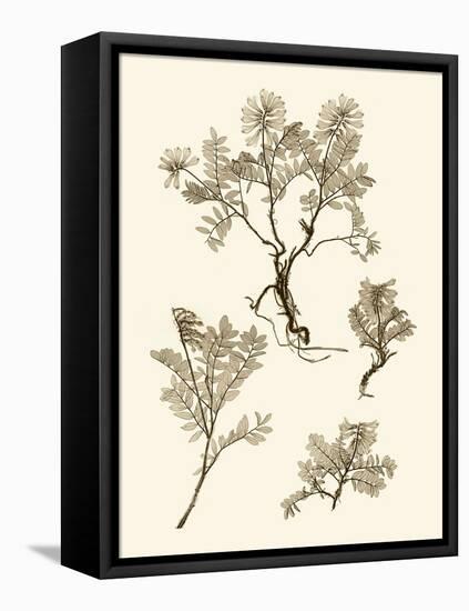 Sepia Nature Study II-Vision Studio-Framed Stretched Canvas