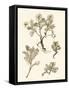 Sepia Nature Study II-Vision Studio-Framed Stretched Canvas