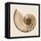 Sepia Nautilus 1-Albert Koetsier-Framed Stretched Canvas