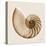 Sepia Nautilus 1-Albert Koetsier-Stretched Canvas