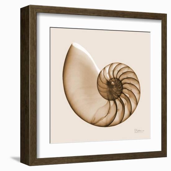 Sepia Nautilus 1-Albert Koetsier-Framed Art Print