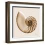 Sepia Nautilus 1-Albert Koetsier-Framed Art Print