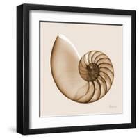 Sepia Nautilus 1-Albert Koetsier-Framed Art Print