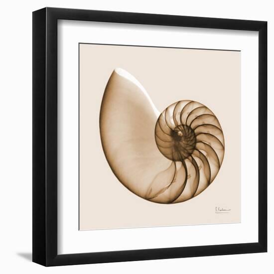 Sepia Nautilus 1-Albert Koetsier-Framed Art Print