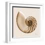 Sepia Nautilus 1-Albert Koetsier-Framed Art Print