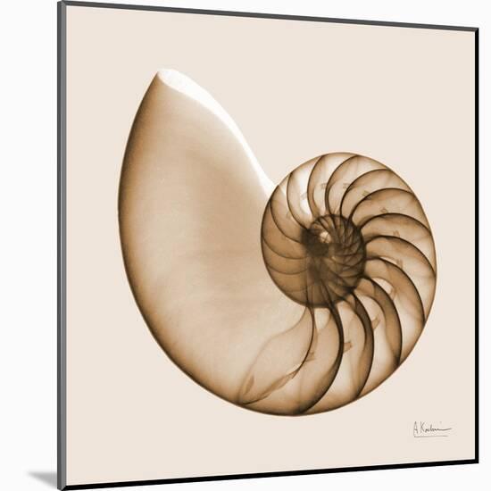 Sepia Nautilus 1-Albert Koetsier-Mounted Art Print