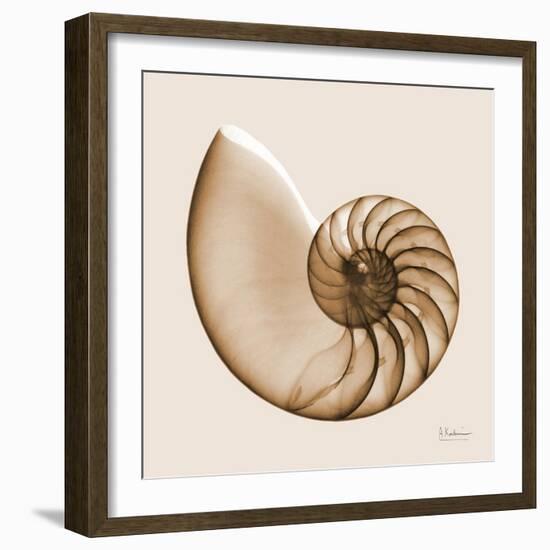 Sepia Nautilus 1-Albert Koetsier-Framed Art Print