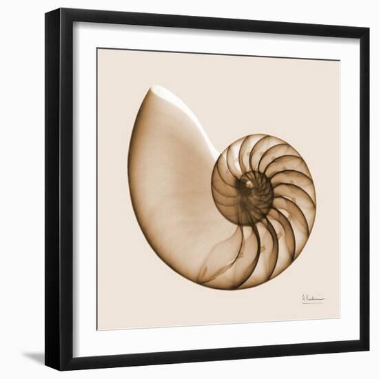 Sepia Nautilus 1-Albert Koetsier-Framed Art Print