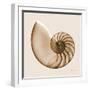 Sepia Nautilus 1-Albert Koetsier-Framed Art Print