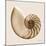 Sepia Nautilus 1-Albert Koetsier-Mounted Art Print
