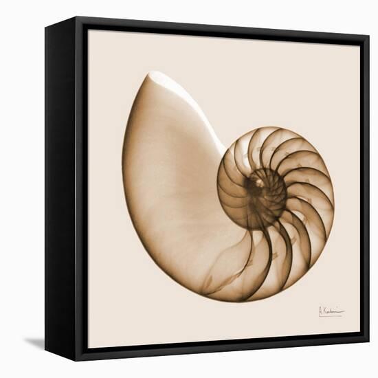 Sepia Nautilus 1-Albert Koetsier-Framed Stretched Canvas