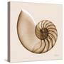 Sepia Nautilus 1-Albert Koetsier-Stretched Canvas