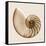 Sepia Nautilus 1-Albert Koetsier-Framed Stretched Canvas