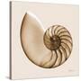 Sepia Nautilus 1-Albert Koetsier-Stretched Canvas