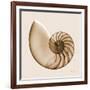 Sepia Nautilus 1-Albert Koetsier-Framed Art Print