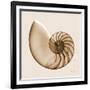 Sepia Nautilus 1-Albert Koetsier-Framed Art Print