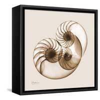 Sepia Nautilus 2-Albert Koetsier-Framed Stretched Canvas