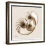 Sepia Nautilus 2-Albert Koetsier-Framed Art Print