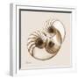 Sepia Nautilus 2-Albert Koetsier-Framed Art Print