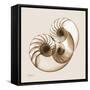 Sepia Nautilus 2-Albert Koetsier-Framed Stretched Canvas