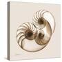 Sepia Nautilus 2-Albert Koetsier-Stretched Canvas