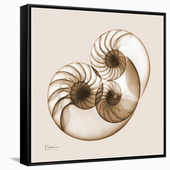 Sepia Nautilus 2-Albert Koetsier-Framed Stretched Canvas