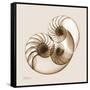Sepia Nautilus 2-Albert Koetsier-Framed Stretched Canvas