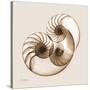 Sepia Nautilus 2-Albert Koetsier-Stretched Canvas