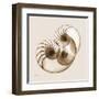 Sepia Nautilus 2-Albert Koetsier-Framed Art Print