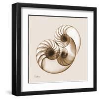 Sepia Nautilus 2-Albert Koetsier-Framed Art Print