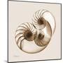 Sepia Nautilus 2-Albert Koetsier-Mounted Art Print